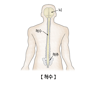 척수